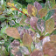 Barberry - Rosy Glow
