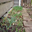 Daylily - Purple