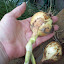 Onion, 'Candy'