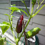 New Mexico Hot Pepper