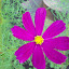 Cosmos - Old
