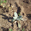 Lamb's Ear