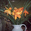 Daylily - Orange
