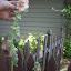 Hollyhock