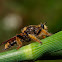 Robberfly
