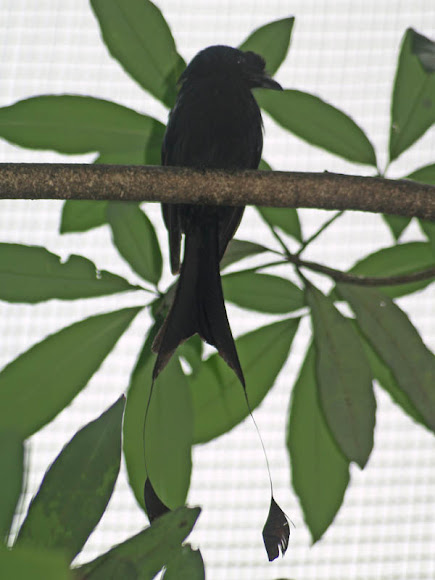 Spotting Image 1