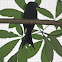 Greater Racket-tailed Drongo