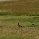 Cackling Goose