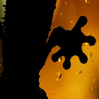 Malagasy Leaf-tailed Gecko
