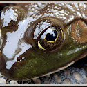 American Bull frogs