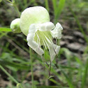 Bladder Campion