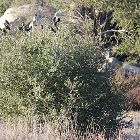 Red Winged Black Birds & Scrub Oak