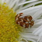 Varied carpet beetle