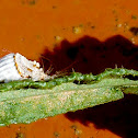 Cotxinilla acanalada