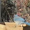 Western Scrub Jay