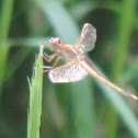 Needham's Skimmer Dragonfly
