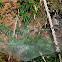 spider nest
