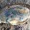 Soft shell clam