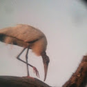 Wood Stork