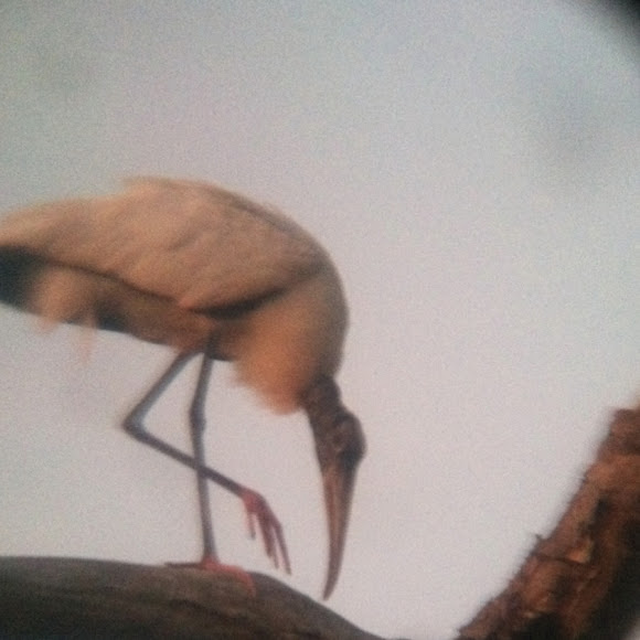 Spotting Image 1