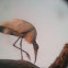 Wood Stork