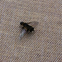 Bee fly
