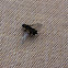 Bee fly