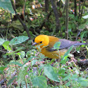 Prothonotary Warbler