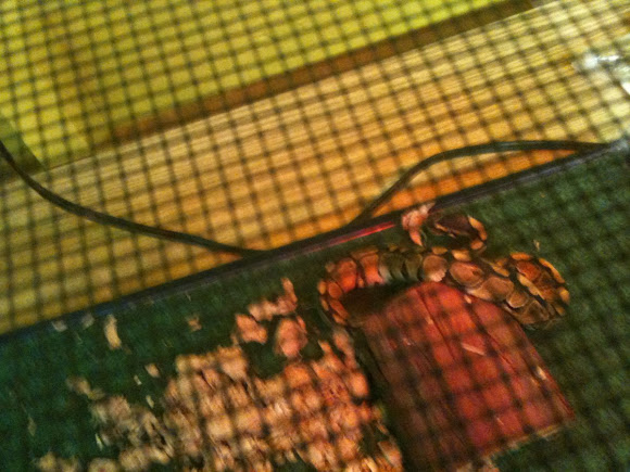 Spotting Image 1