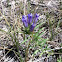 Mountain Gentian