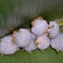 Honduran white bat