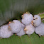 Honduran white bat