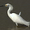 Snowy Egret