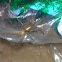 Nursery Web Spider