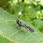 Assassin bug
