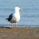 Herring Gull