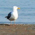 Herring Gull