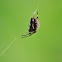Cross Orbweaver