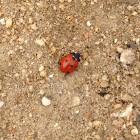 Seven-spotted Lady Beetle