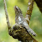 Hodgson's Frogmouth