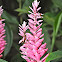 Pink Ginger
