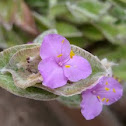 Hairy Spiderwort