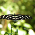 Zebra Longwing