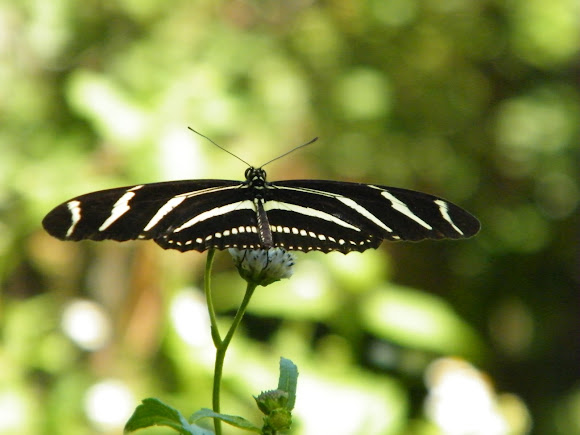 Spotting Image 1