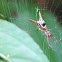 Micrathena Spider