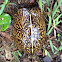 Florida box turtle (Terrapene carolina bauri