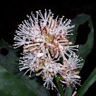 Cornstalk Dracaena