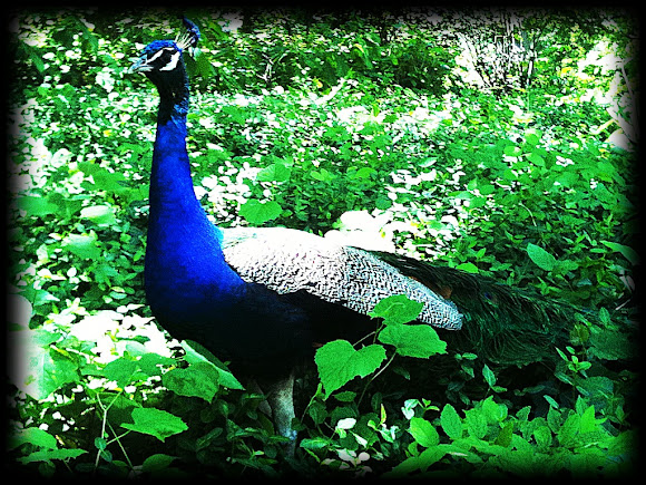 Spotting Image 1