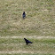 Rook / Gačac