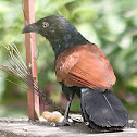 Greater Coucal or Crow Pheasant